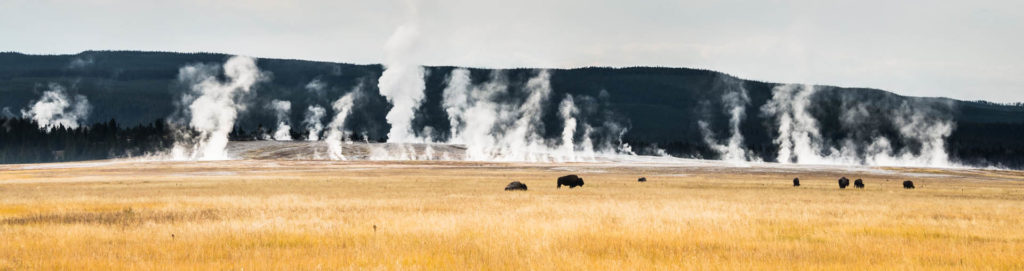 YellowstoneBisonField_WyomingLand