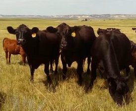 Banner County Pasture Ranch